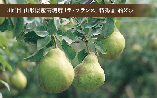 令和8年6月発送開始 山形県 厳選のフルーツ！ 山形県旬のフルーツ定期便Ａ 全3回 佐藤錦 白桃 ラフランス 期間限定 数量限定 山形県産 サクランボ 桃 梨 フルーツ 果物 くだもの 贈答 F4A-0968