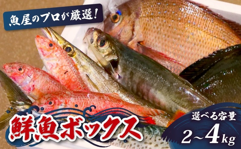
            鮮魚BOX 2～4kg 刺身 刺し身 旬 海鮮 鮮魚 魚介 焼き 煮付け 炙り カルパッチョ 寿司 丼 おつまみ おかず ご飯に合う 米に合う コメに合う 家庭用 父の日 高級 冷蔵 高知県 須崎市 土佐 須崎魚商人組合 GK007-all
          