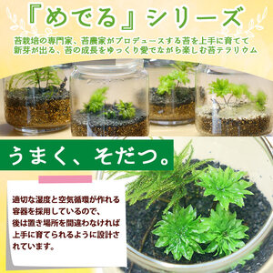 「めでる」シリーズ：苔テラリウム制作キット オオカサゴケ 5本パック NKK0005