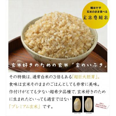 ふるさと納税 松原市 金のいぶきプレミアム玄米ごはん 120g×36個 |  | 02