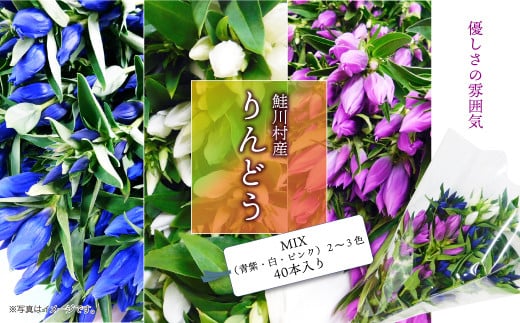 鮭川村産りんどう　MIX(青紫・白・ピンク)2～3色　40本入り