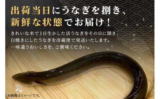 増田川魚店のうなぎ白焼＜大3本＞ うなぎ 白焼き 愛知県三河産 国産 ウナギ 鰻 炭火焼き しらやき ふっくら仕上げ 新鮮 活き締め 贈答用 ギフト 冷蔵配送 茨城県 潮来市 (A07-005)