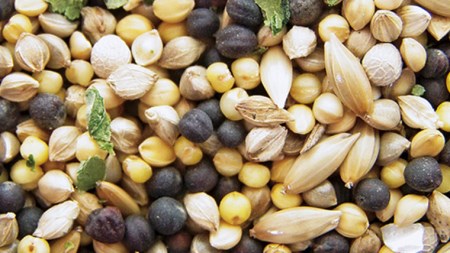 エクセル カナリア 500ｇ×6袋 小鳥用 鳥 ペットフード 餌 えさ  穀類[BU010sa]