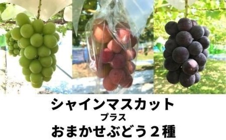No.2504くるま農園　シャインマスカットとぶどう2種（全3房）【2025年発送】