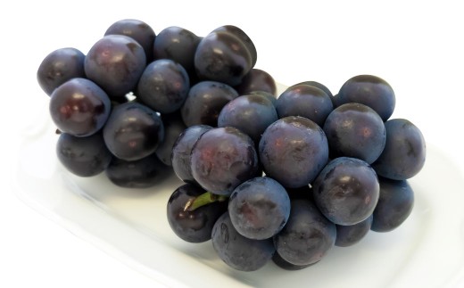 【ご 家庭 用 】 オーロラブラック 2～3房 1.2kg 【 2026年9月上旬から10月上旬頃発送予定 】 ／ 果物 くだもの フルーツ ぶどう ブドウ 葡萄 大粒 甘味が強い 甘い 果汁 食べ応