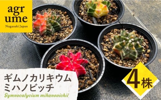 ギムノカリキウム ミハノビッチ 4株 Gymnocalycium mihanovichii 長与町/アグリューム [EAI278]