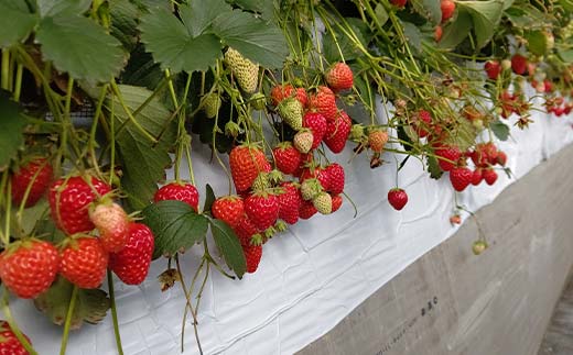 ＜訳あり品＞ 群馬県産オススメいちご 4品種(各220g以上×4パック)【2026年1月4日〜3月31日発送】 小粒 訳あり 群馬県産 いちご 苺 イチゴ 食べ比べ セット 詰合せ 果物 フルーツ 食