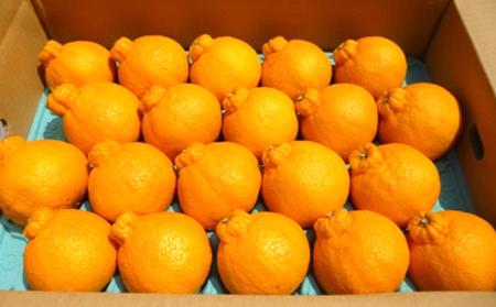 2026年先行予約 味自慢！！讃岐しらぬひ　特選20玉 約5kg 果物類 みかん 柑橘類　 