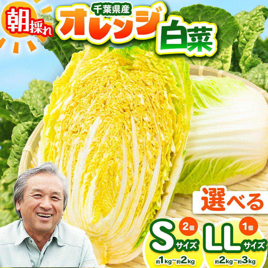 【ふるさと納税】【 選べるサイズ 】オレンジ白菜 Sサイズ or LLサイズ （約1～3kg）（1個～2個） 農薬（化学肥料）：栽培期間中不使用 | 鈴木アル・ファーム 白菜 はくさい サラダ 浅漬け 漬物 にがり農法 新鮮 詰め合わせ 産地直送 朝採れ 旬 お鍋 冬野菜 千葉県 君津市
