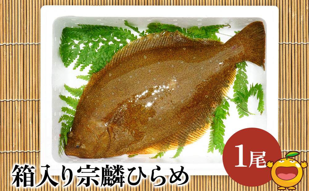 箱入り宗麟ひらめ 1尾 ヒラメ 平目 鮃 刺身 刺し身 生魚 新鮮 大分県産 九州産 津久見市 国産【tsu002601】