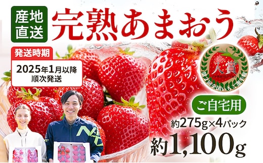 
										
										あまおう 約1,100g（約275g×4パック）（先行受付／2025年1月以降順次発送予定）いちご 大粒 不揃い 苺 イチゴ 福岡高級 フルーツ 土産 福岡県
									