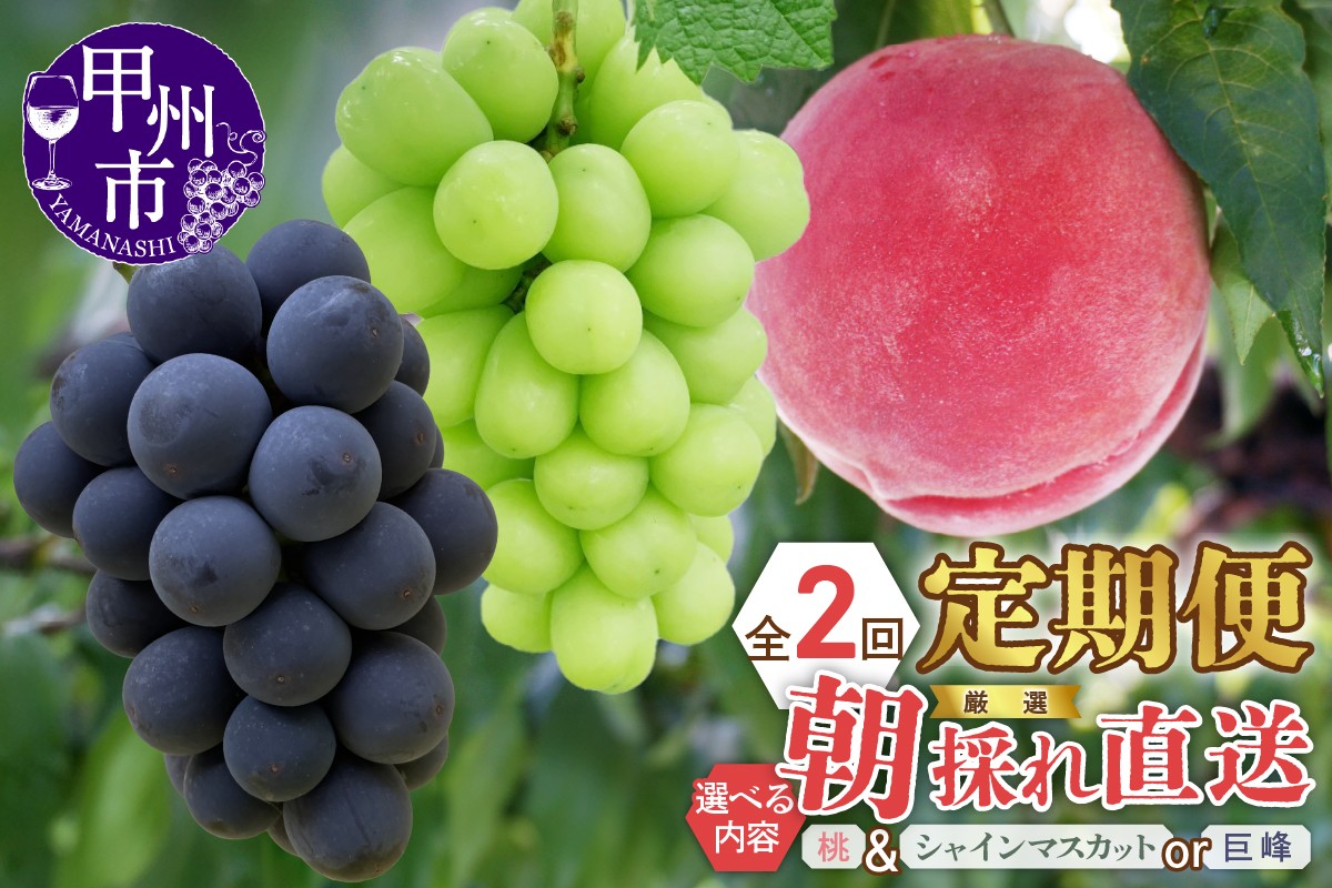 
                  【選べる定期便】厳選！朝採れ直送フルーツ2回定期便「桃・シャインマスカット/桃・巨峰」【2026年発送】（KKH）【桃 もも モモ シャインマスカット 巨峰 葡萄 ぶどう ブドウ 令和8年発送 期間限定 山梨県産 甲州市 フルーツ 果物】
                