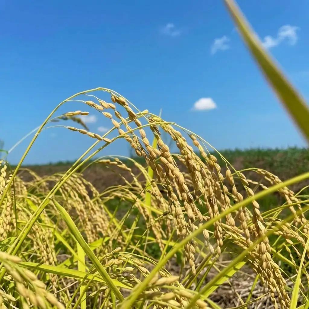 清里産 棚田米 コシヒカリ 5kg 精米 コシヒカリ