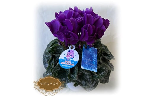 【2026年 先行予約】シクラメン ラピスラズリ 6号鉢 | 花 お花 ガーデンシクラメン ブルー 青 紺青色 6号 花ギフト フラワーギフト 鉢花 鉢植え ギフト プレゼント 贈答 農林水産大臣賞受