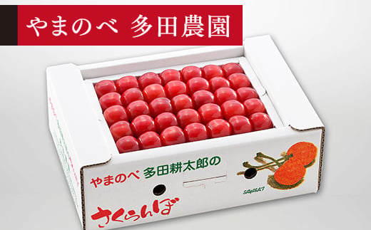 
                  《先行予約》2027年 山形県産 佐藤錦 本詰め 約500g L~2L やまのべ多田耕太郎のさくらんぼ サクランボ F20A-042
                