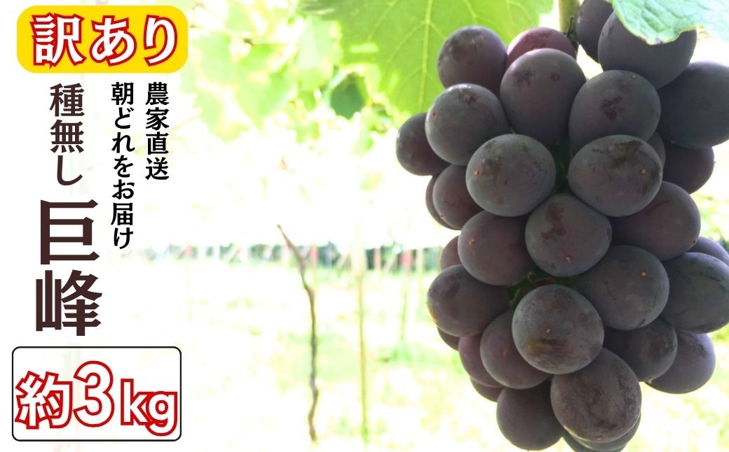 
                  訳アリ 種無し巨峰 約3kg | 訳あり わけあり 巨峰 種なし きょほう キョホウ 直送 新鮮 朝採れ あさどれ 朝収穫 ぶどう 農家直送 収穫日発送 新鮮 フルーツ 果物 お取り寄せ 季節限定 愛知県 豊田市
                