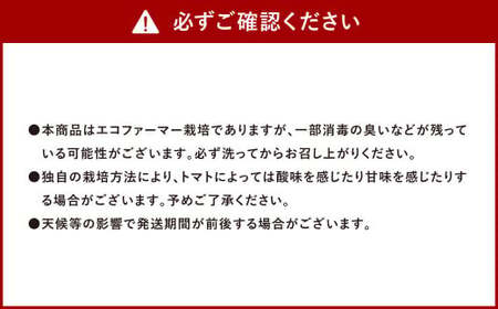 ソムリエ ミニトマト ダイヤ 3kg とまと トマト 野菜 やさい 熊本県産 国産 【2025年12月上旬発送開始】
