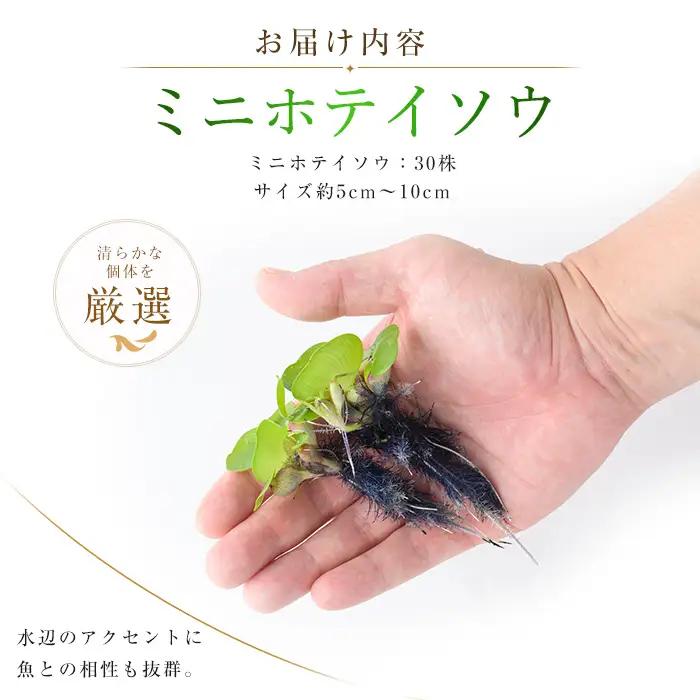 10営業日以内に発送 温水育ち ミニホテイソウ 30株 otofarm IB148-008 ※北海道・沖縄・離島配送不可※ 水槽 水槽