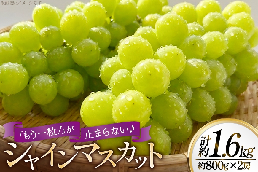 
                  シャインマスカット 大粒 種なし 約800g 2p 計1.6kg [平戸瀬戸市場 長崎県 平戸市 hr42bgy420525] 果物 フルーツ ぶどう マスカット くだもの 高糖度 甘い 皮ごと お取り寄せ 旬 国産 長崎 平戸 贈答
                