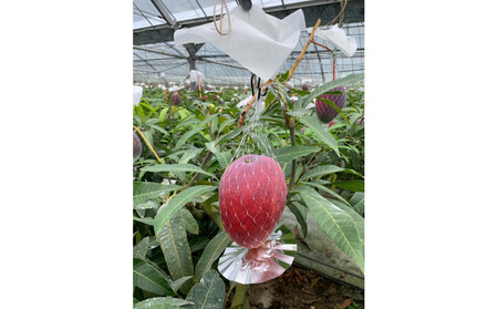 【2026年 先行予約】奄美完熟マンゴー 化粧箱 約1kg(2～3玉入り) 農家直送！|マンゴー