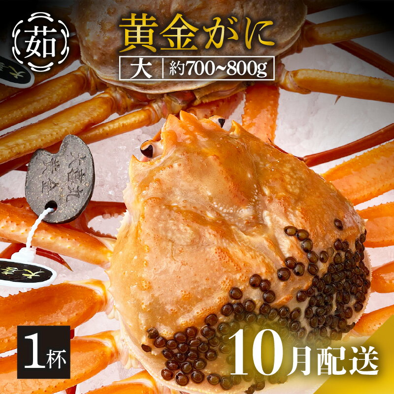 【ふるさと納税】 [冷蔵便] 黄金ガニ（大サイズ） × 1杯 「ズワイガニと紅ズワイガニのあいのこ」幻のカニを浜茹ででお届け！【黄金がに カニ 姿 ボイル 冷蔵 福井県】【10月発送分】希望日指定可 備考欄に希望日をご記入ください [e22-x005_10]
