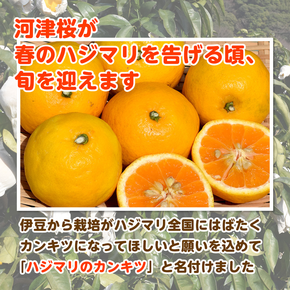 【2月配送】いずのはる　赤秀（最高級）　5kg　JAふじ伊豆　静岡県産 1382 ／ JAふじ伊豆 いずのはる 赤秀 贈り物 静岡県 東伊豆町