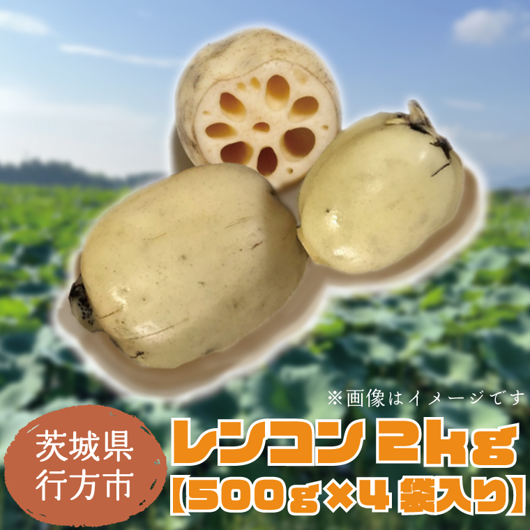 【2025年8月以降順次発送】レンコン 約2kg｜茨城県 行方市 ふるさと納税 蓮根 レンコン(EG-2)