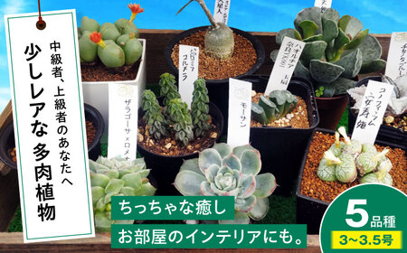 多肉植物 少しレアな5品種5鉢セット 植物 レア セット 珍しい 多肉植物 三次市/園芸王国パスタイム[APCJ003]