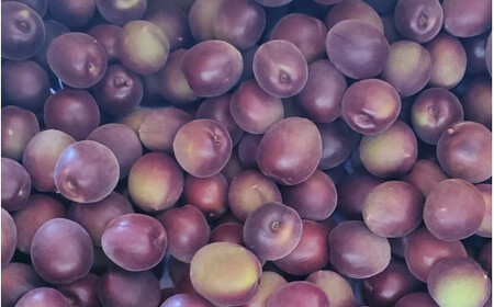 【2025年分先行予約】紫宝梅『ミスなでしこ®』【青梅：4kg】※2025年6月上中旬頃に順次発送予定【期間限定・先行予約・5/31まで】  / 田辺市 青梅 梅 紫宝梅 大梅 大玉 梅シロップ 梅酒