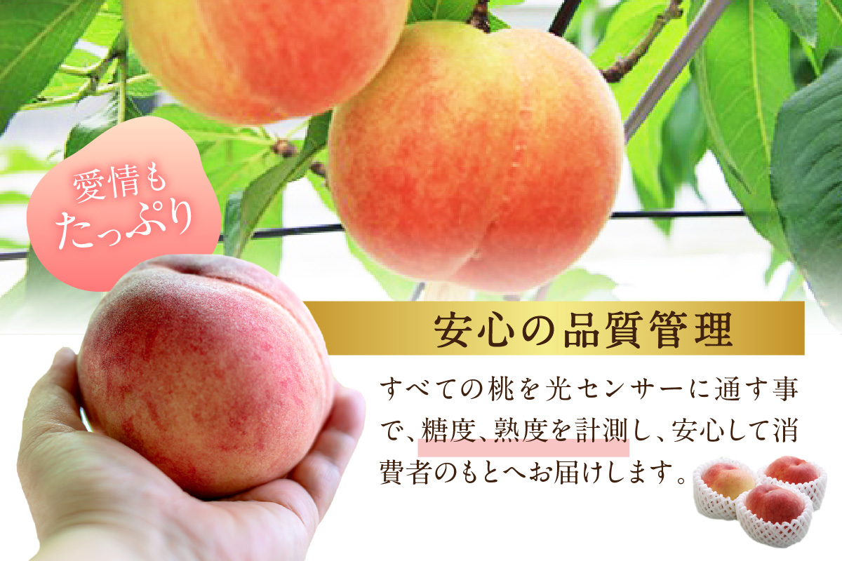 【先行予約】伊万里の桃 2個×6パック B123