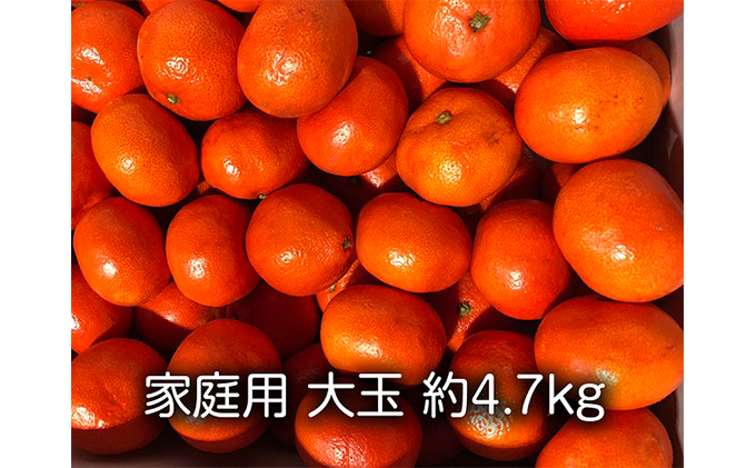 
[№5341-0291]家庭用　小原紅早生みかん（大玉約4.7kg）
