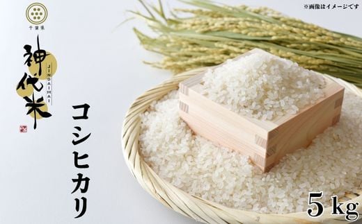 神代米 （ コシヒカリ ） 精白米 5kg ／ 米 お米 こめ コメ