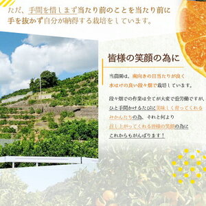 【2026年先行予約】 有田みかん 青秀 L,2Lサイズ 約10kg 【ミカン 蜜柑 柑橘 温州みかん 有田みかん 和歌山 贈答 ギフト】_BF6008n