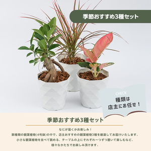 【観葉植物】季節おすすめ3種セット4号鉢×3 Green Base IB003-010 観葉植物 ※北海道・沖縄・離島配送不可