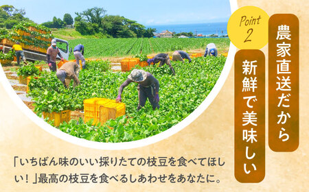 【先行予約 2024年6月より順次配送】はねっ娘枝豆 3kg（300g×10袋） えだまめ エダマメ お取り寄せグルメ 豆 おつまみ えだ豆 直送 朝採り こだわり 極上 濃厚 かながわブランド