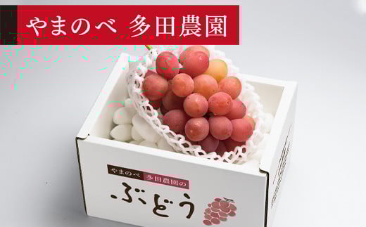 ≪2026年 先行予約≫クイーンニーナ1房入り《やまのべ多田農園のぶどう》 ぶどう ブドウ 葡萄 デザート フルーツ 果物 くだもの 果実 食品 山形県 F2Y-1791