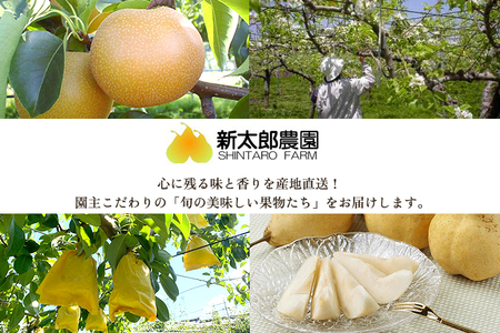 【2024年先行予約】和梨 あきづき 3kg（5～7玉）  《9月下旬から順次発送》 果物 フルーツ 梨 和梨 デザート 加茂市  新太郎農園 梨 梨 梨 梨 梨