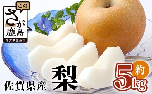 
            佐賀県産 美味しい梨 | ふるさと納税 梨 なし 果物 フルーツ 果実 贈答用 お取り寄せ ギフト 国産 佐賀県産 佐賀県 鹿島市 ふるさと 人気 送料無料 おくりもの プレゼント　B-875
          