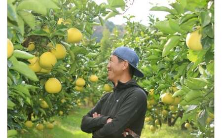 成田果樹園 の 土佐文旦 3kg ご家庭用 文旦 ぶんたん [1684]