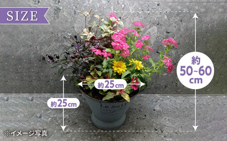 【4回定期便】おまかせ 季節の寄せ植え プランター 大村市 アトリウム琴花園[ACAB007]