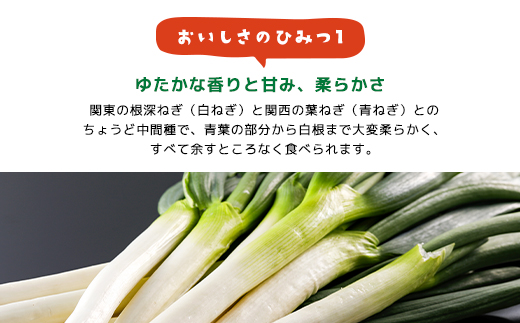 朝来市特産「岩津ねぎ」3kg（箱入り） AS4BC15