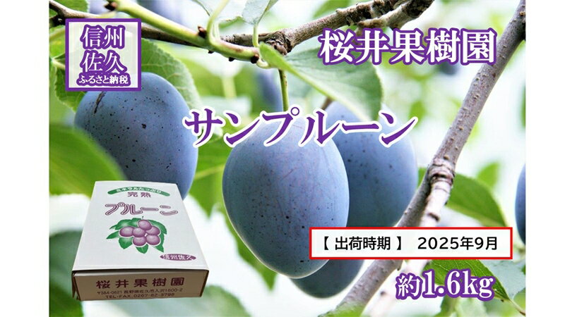 【ふるさと納税】長野県産プルーン『サンプルーン』 家庭用 約1.6kg（400g×4）＜2025年9月出荷／北海島・沖縄・離島は配送不可＞信州 果物 旬彩 先行予約 期間限定 国産 【長野県佐久市　サンプルーン ミネラルやビタミン、食物繊維などが豊富 長野県 佐久市 旬彩】