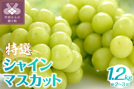 【2025年発送分】植原葡萄研究所の特選シャインマスカット1.2kg
