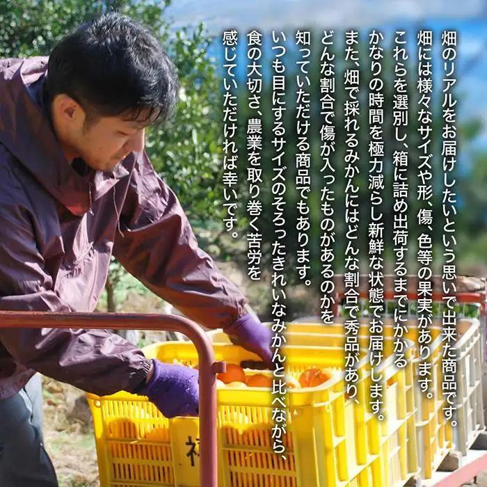 有田みかん 訳あり みかん 約0.9kg  和歌山県産