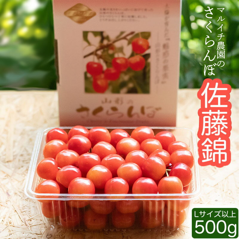 【ふるさと納税】【令和8年産先行予約】さくらんぼ 佐藤錦 Lサイズ以上 500g　マルイチ農園 | サクランボ 桜桃 山形県 鶴岡市 返礼品 フルーツ 果物 くだもの お取り寄せ グルメ 特産品 名産品 お土産