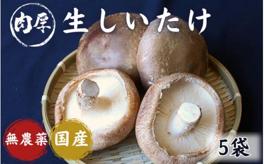 龍神マッシュの生しいたけ５袋セット / 肉厚 無農薬 菌床栽培 きのこ シイタケ 椎茸  和歌山県 田辺市