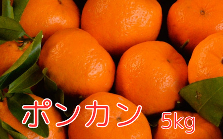 ＜先行予約＞ポンカン  5kg ※2025年1月中旬以降随時発送予定 / 田辺市 和歌山 みかん ミカン 柑橘 温州みかん フルーツ オレンジ 【mnm006】