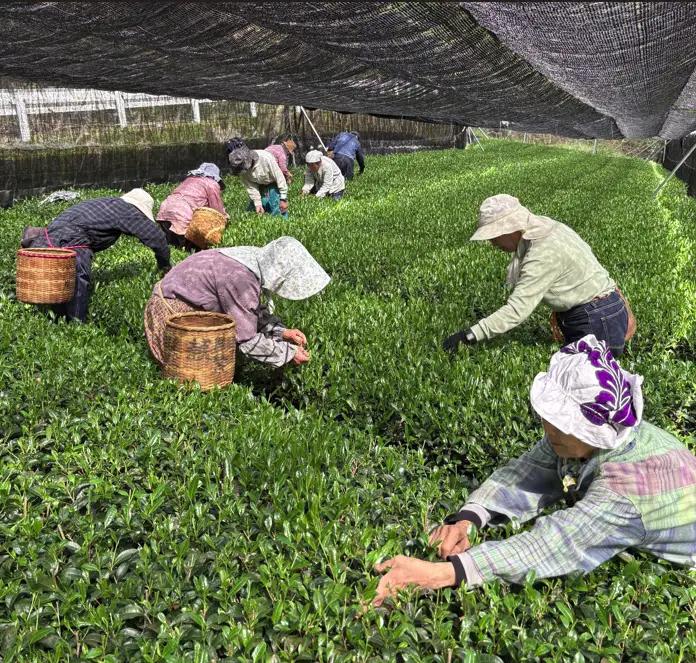 【手摘み茶】 浅蒸し さえみどり 50g 緑茶 日本茶 藤枝市 静岡県