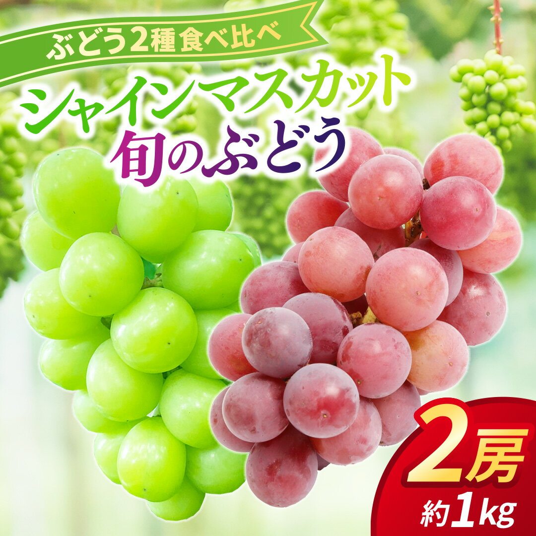 【ふるさと納税】ぶどう食べ比べ 2房（約1kg）旬のぶどう＆シャインマスカット 【2026年9月下旬発送開始】 葡萄 ブドウ セット アソート シャインマスカット 安芸クイーン クイーンニーナ ロザリオロッソ ピオーネ 高妻 藤稔 採れたて 大粒 農家直送 数量限定 果物 フルーツ