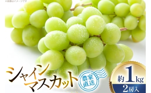 【期間限定発送】 シャインマスカット 2房 約1kg [治右衛門果樹園 山形県 高畠町 tk06ays830011] 箱詰め フルーツ 果物 くだもの ぶどう ブドウ 葡萄 1.5キロ 甘い シャイン マスカット